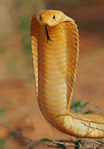 Cobra in   Defense Position