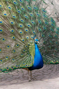 Pavo Real con el plumaje extendido